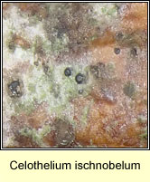 Celothelium ischnobelum