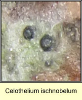 Celothelium ischnobelum