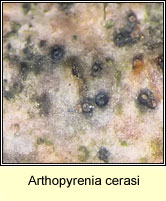 Arthopyrenia cerasi