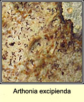 Arthonia excipienda