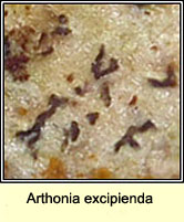 Arthonia excipienda