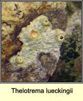 Thelotrema lueckingii