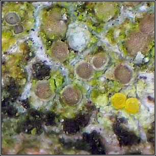 Myriolecis sambuci (Lecanora sambuci)