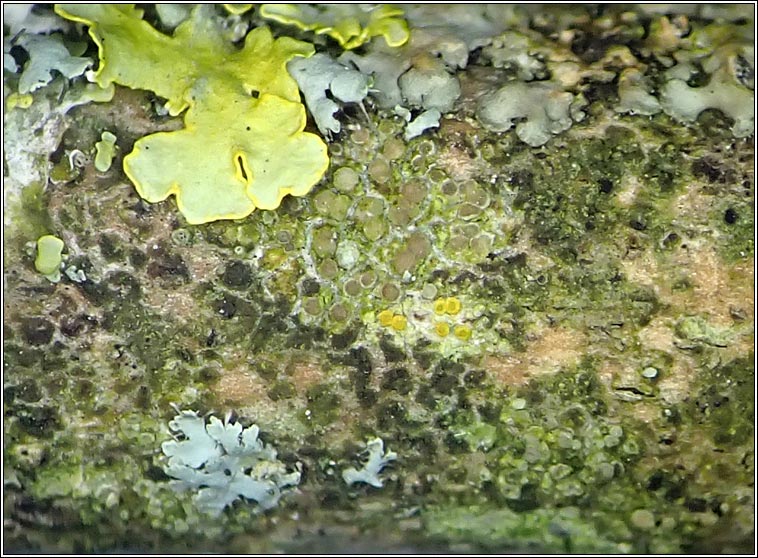 Myriolecis sambuci, Lecanora sambuci