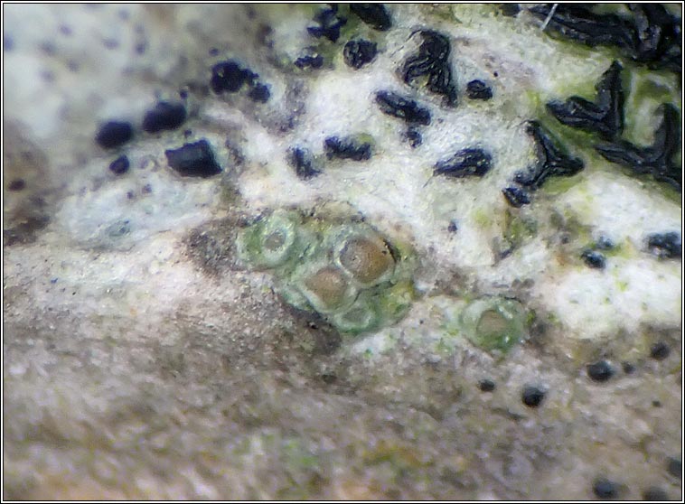 Myriolecis sambuci, Lecanora sambuci