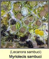 Myriolecis sambuci (Lecanora sambuci)