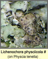 Lichenochora physciicola (on Physcia)