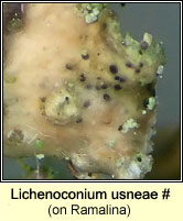 Lichenoconium usneae (on Ramalina)