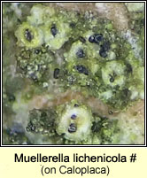 Muellerella lichenicola (on Caloplaca)