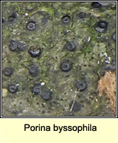 Porina byssophila