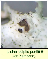 Lichenodiplis poeltii (on Xanthoria)