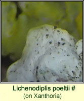 Lichenodiplis poeltii (on Xanthoria)