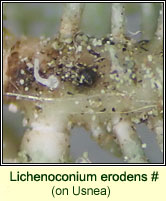 Lichenoconium erodens (on Usnea)