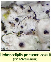 Lichenodiplis pertusariicola (on Pertusaria)