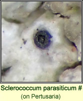 Sclerococcum parasiticum (on Pertusaria)