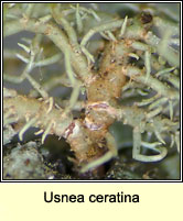 Usnea ceratina