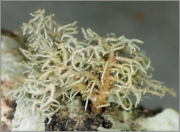 Usnea ceratina