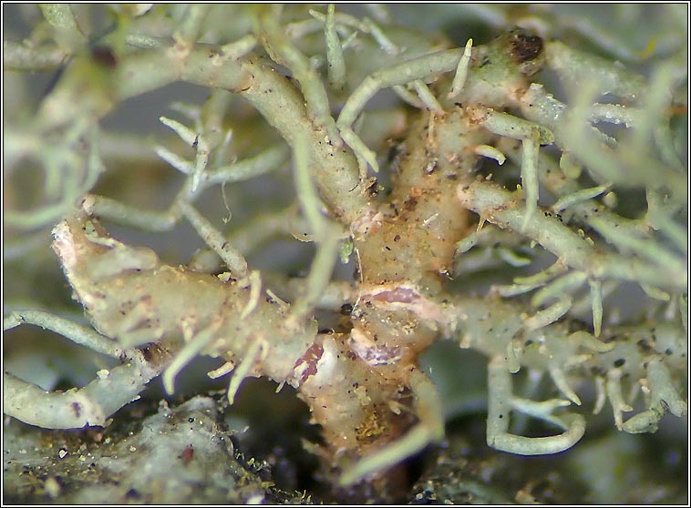 Usnea ceratina