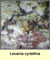 Lecania cyrtellina