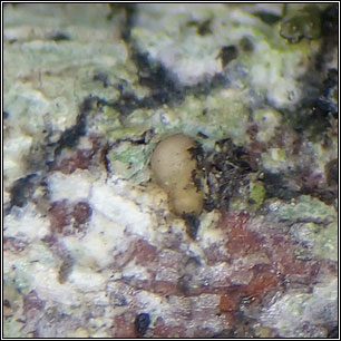 Lecania cyrtellina