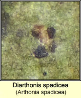 Diarthonis spadicea (Arthonia spadicea) 