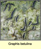 Graphis betulina