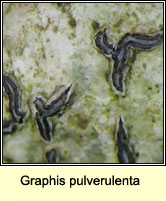 Graphis pulverulenta