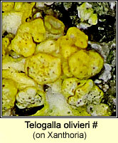 Telogalla olivieri (on Xanthoria)