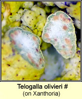 Telogalla olivieri (on Xanthoria)