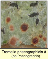 Tremella phaeographidis (on Phaeographis)