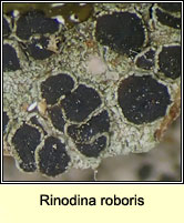 Rinodina roboris