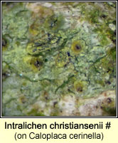 Intralichen christiansenii (on Caloplaca)