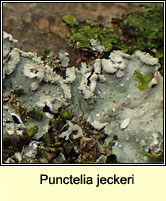 Punctelia jeckeri