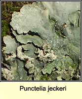 Punctelia jeckeri