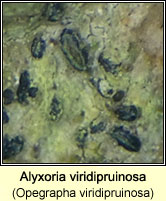 Alyxoria viridipruinosa (Opegrapha viridipruinosa)