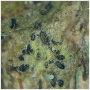 Alyxoria viridipruinosa, Opegrapha viridipruinosa