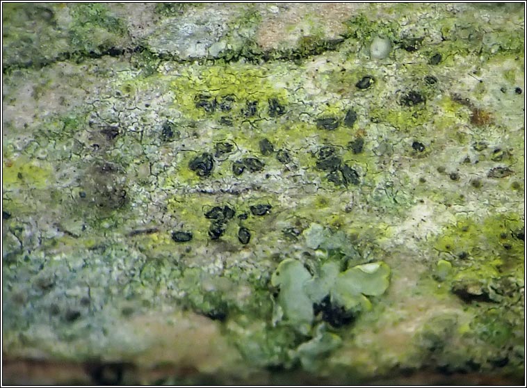 Alyxoria viridipruinosa, Opegrapha viridipruinosa