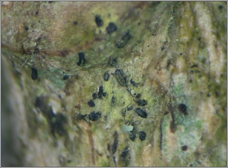 Alyxoria viridipruinosa, Opegrapha viridipruinosa