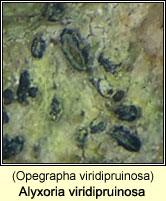 Alyxoria viridipruinosa (Opegrapha viridipruinosa)