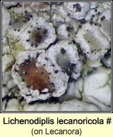 Lichenodiplis lecanoricola (on Lecanora)