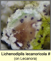 Lichenodiplis lecanoricola (on Lecanora)