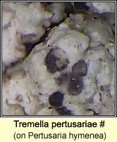 Tremella pertusariae (on Pertusaria hymenea)