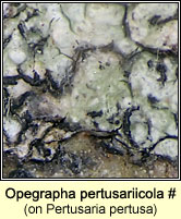 Opegrapha pertusariicola (on Pertusaria pertusa)