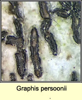 Graphis persoonii