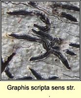 Graphis scripta sens str