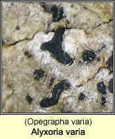 Alyxoria varia (Opegrapha varia)