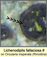 Lichenodiplis fallaciosa (on Orcularia insperata)