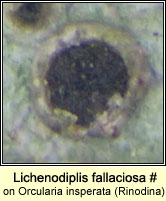 Lichenodiplis fallaciosa (on Orcularia insperata)