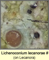 Lichenoconium lecanorae