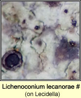 Lichenoconium lecanorae